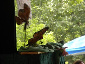 Photo of butterfly puppets during a show